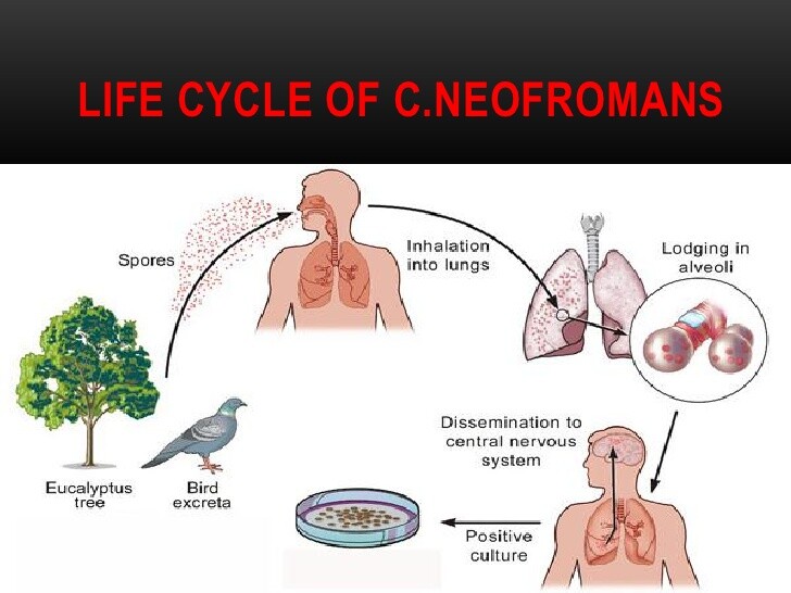Ciclo vitale di Cryptococcus neoformans
