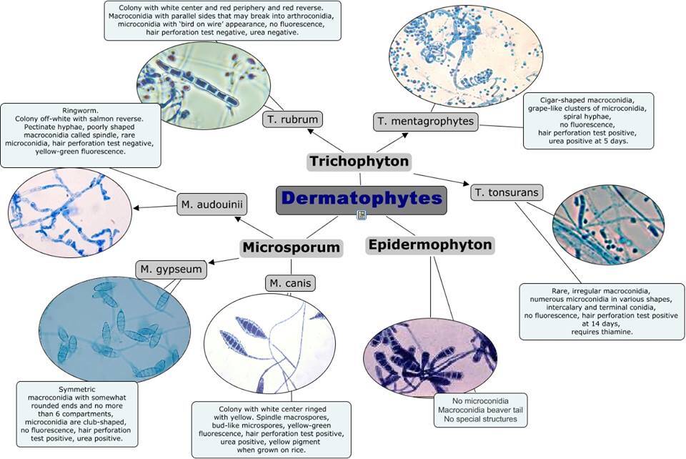 Dermatofiti Microsporum