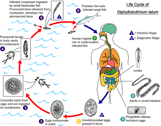 Infezione da Diphyllobothrium latum