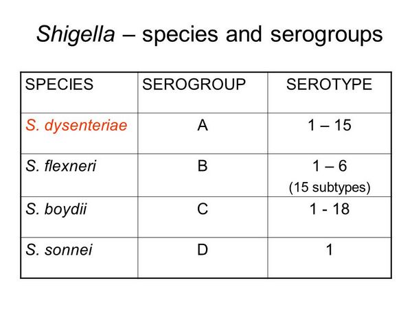 Specie di Shigella