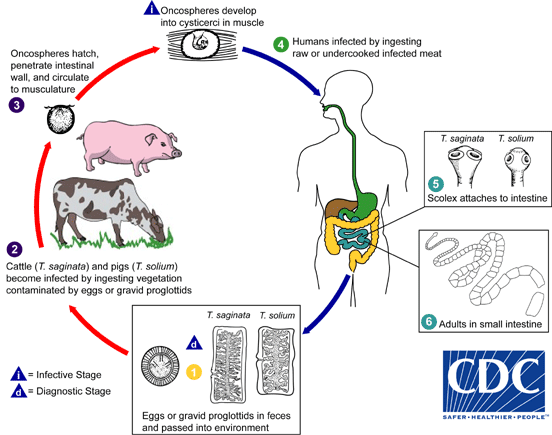 Ciclo vitale dell'infezione da Taenia