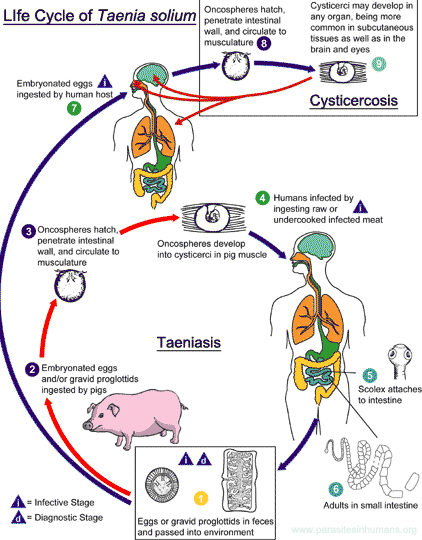 Ciclo vitale di Taenia solium