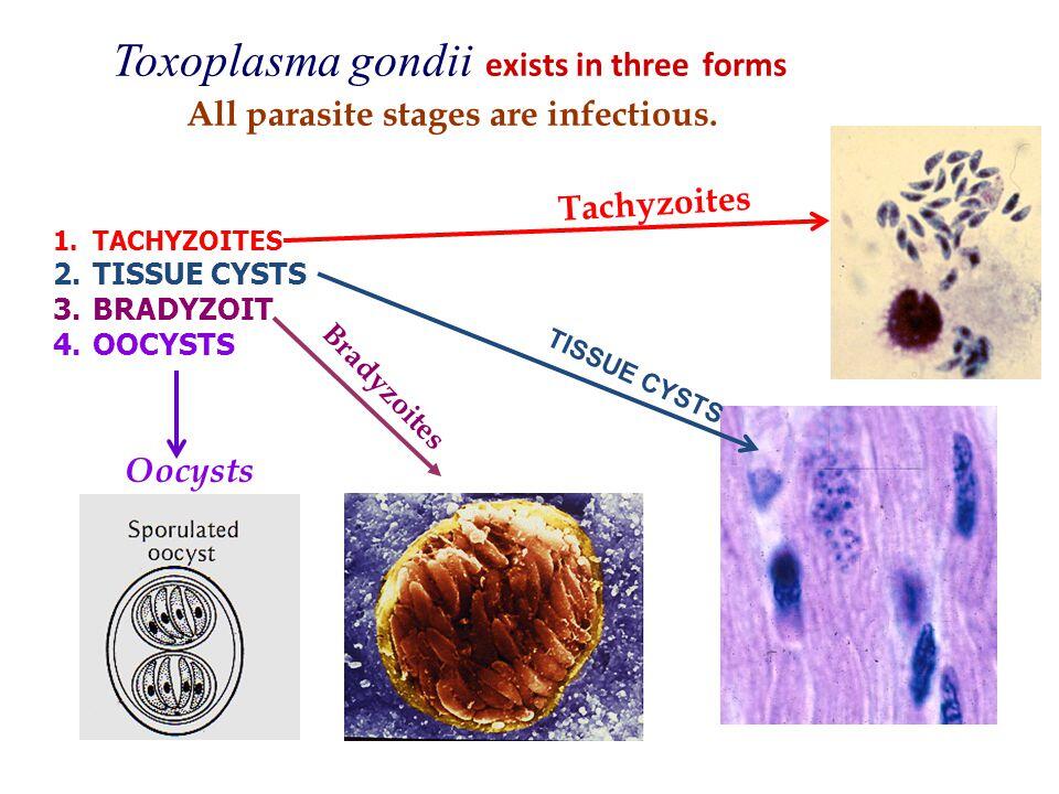 Toxoplasma gondii esiste in tre forme