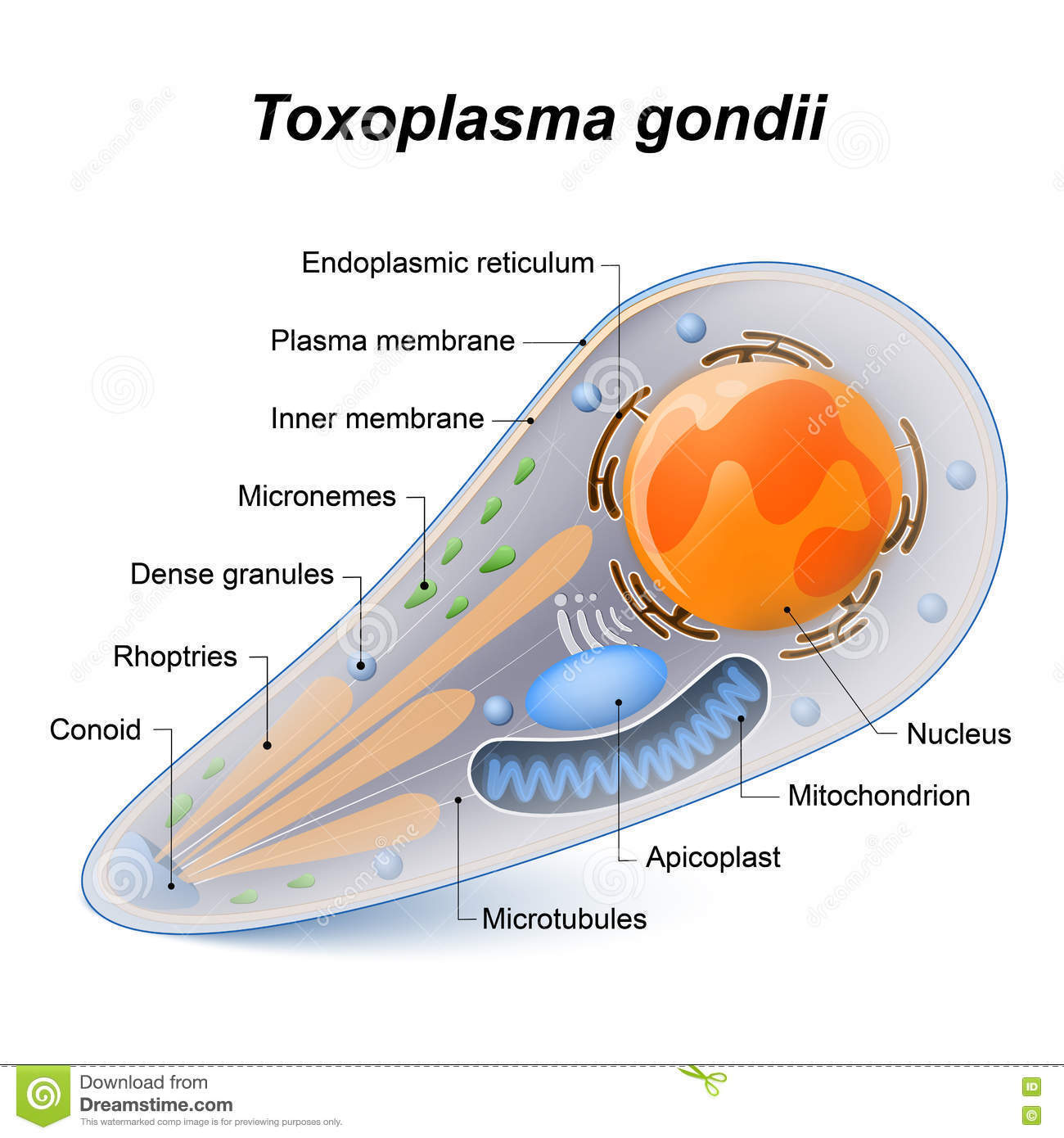 Toxoplasma gondii