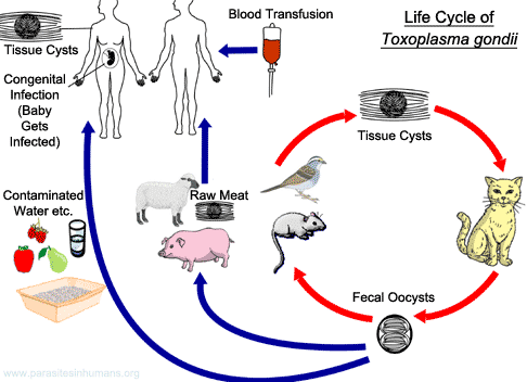 Ciclo di vita di Toxoplasma gondii