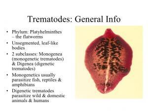 Informazioni generali sui trematodi