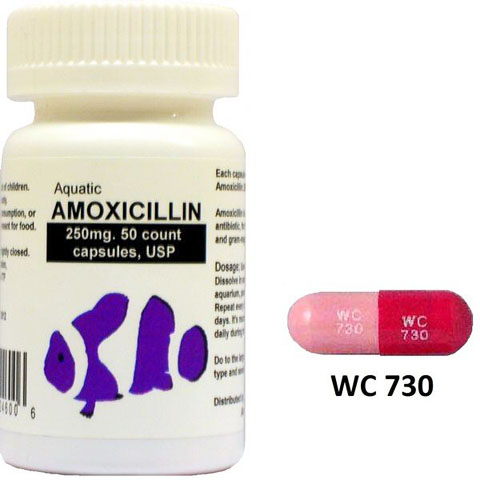 Amoxicillina 250 mg